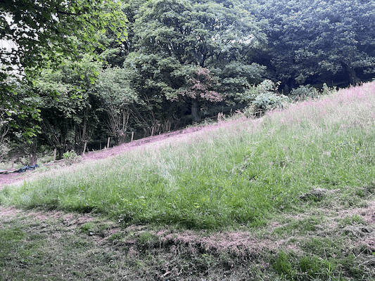 Steep Bank Vegetation Clearance & Mowing After 1