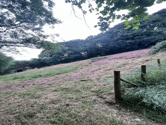 Steep Bank Vegetation Clearance & Mowing After 3