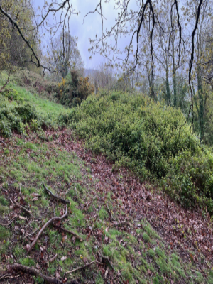 Steep Bank Vegetation Clearance & Mowing Before 2