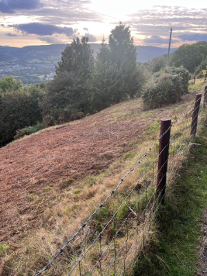 Bracken & Woodland Edge Clearance After 1