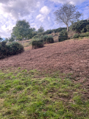 Bracken & Woodland Edge Clearance After 3