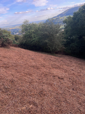 Bracken & Woodland Edge Clearance After 4