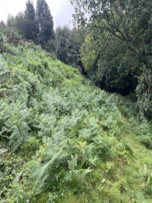 Bracken & Woodland Edge Clearance Before 1