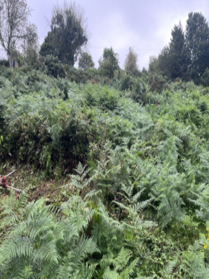 Bracken & Woodland Edge Clearance Before 2
