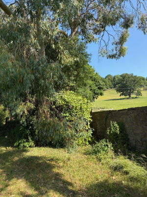 Extensive Hedge & Tree Line Management After 1