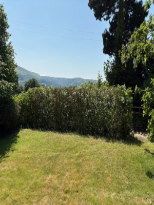 Extensive Hedge & Tree Line Management After 3