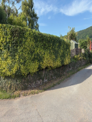 Extensive Hedge & Tree Line Management After 4