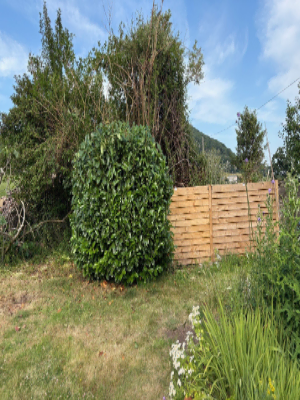 Extensive Hedge & Tree Line Management After 5