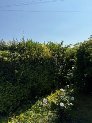 Extensive Hedge & Tree Line Management Before 10