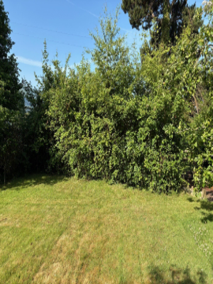 Extensive Hedge & Tree Line Management Before 3