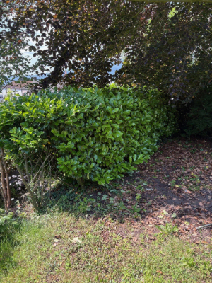 Extensive Hedge & Tree Line Management Before 4