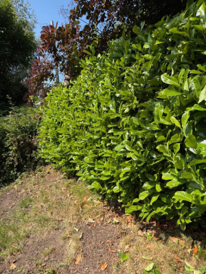Extensive Hedge & Tree Line Management Before 5