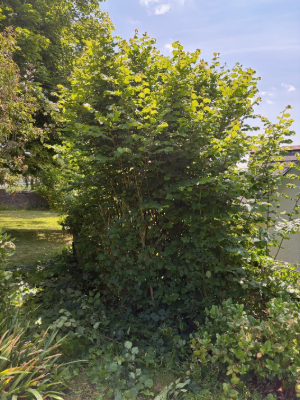 Extensive Hedge & Tree Line Management Before 6