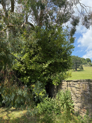 Extensive Hedge & Tree Line Management Before 7