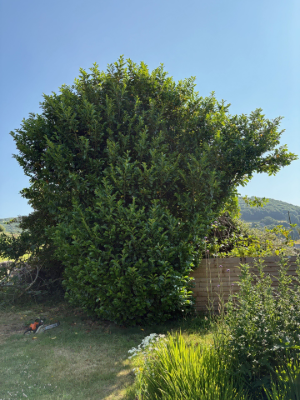 Extensive Hedge & Tree Line Management Before 8