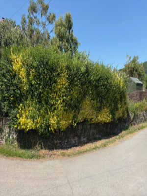 Extensive Hedge & Tree Line Management Before 9