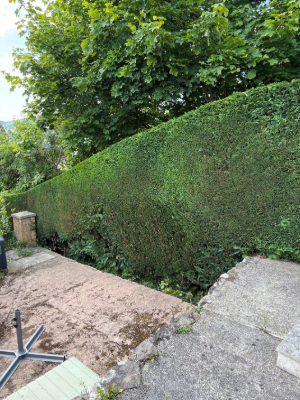 Residential Hedge Trimming & Shaping After 2