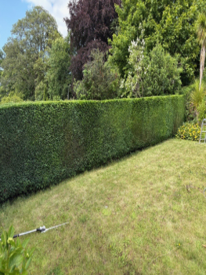 Residential Hedge Trimming & Shaping After 4