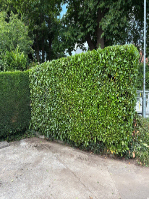 Residential Hedge Trimming & Shaping After 5