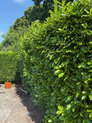 Residential Hedge Trimming & Shaping Before 1