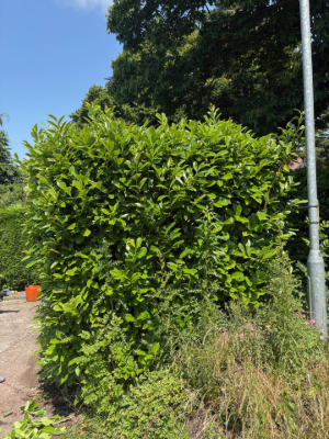 Residential Hedge Trimming & Shaping Before 2