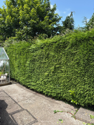Residential Hedge Trimming & Shaping Before 3