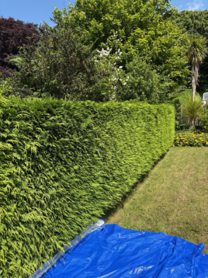 Residential Hedge Trimming & Shaping Before 4